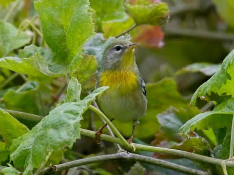 Northern Parula